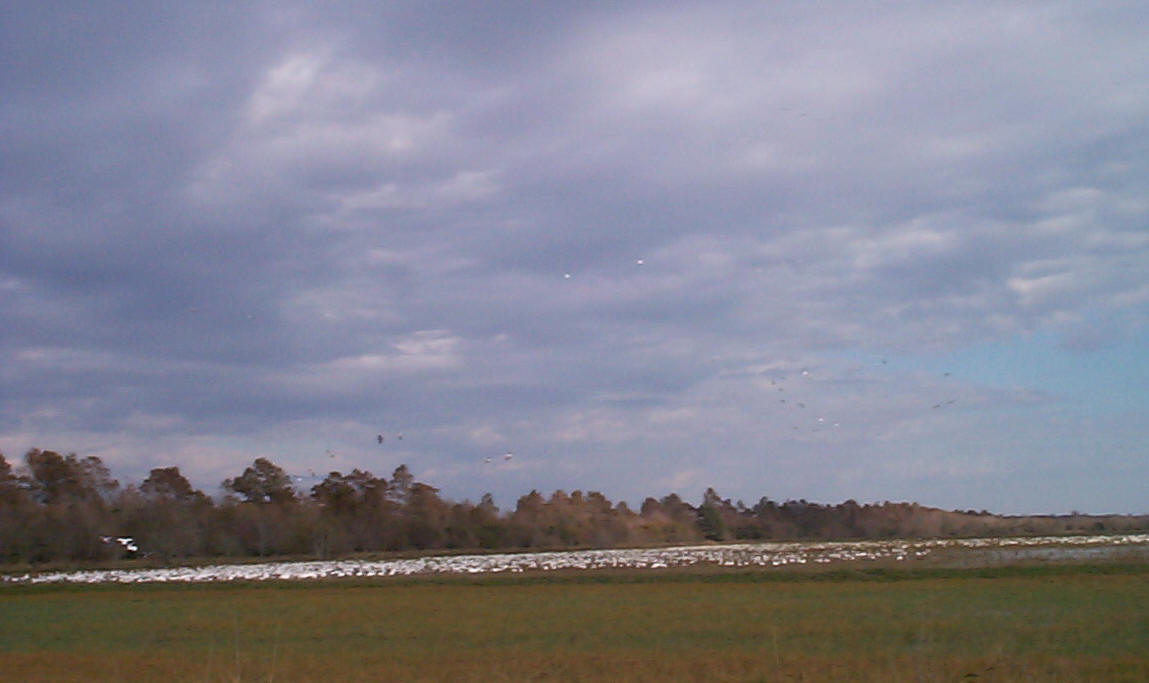 Hunt Louisiana 's Whitetail Adventure Lodge. Safe and Sound Investment